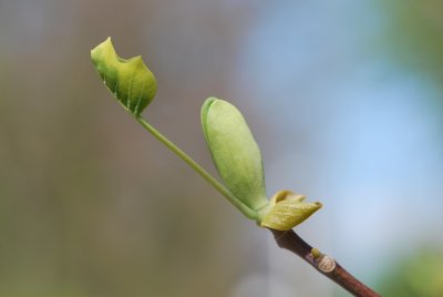 Liriodendron tulipifera 'Aureomarginatum' - liliovník tulipánokvětý'Aureomarginatum' - jarní pučení